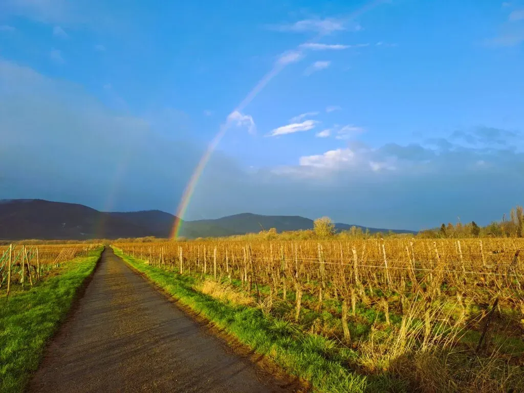 Arc-en-ciel au-dessus des vignes en hiver le long d'un chemin rural
